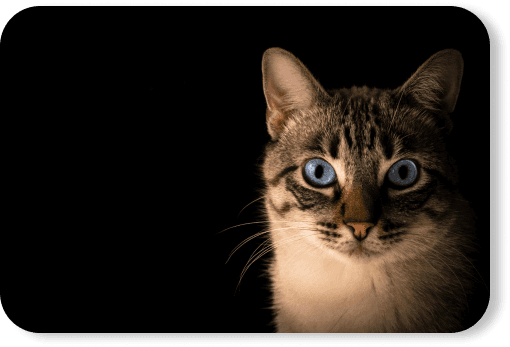Cat Image