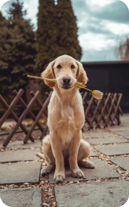 Dog Image
