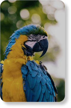 Bird Food
