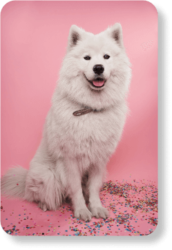 Dog Food